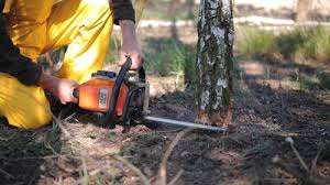 Trusted Dallastown, PA Tree Care  Experts