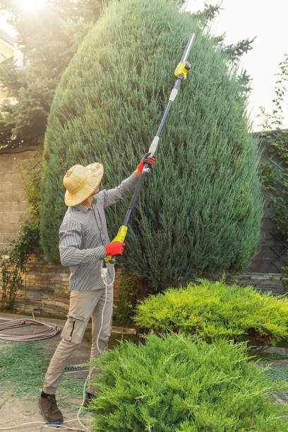 Best Tree Trimming and Pruning  in Dallastown, PA